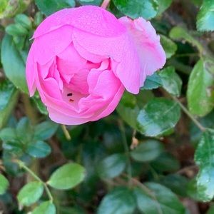 Meet your Posher, Barbara